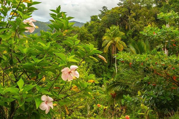 Caribbean-Trinidad Tropical jungle landscape with hibiscus flowers